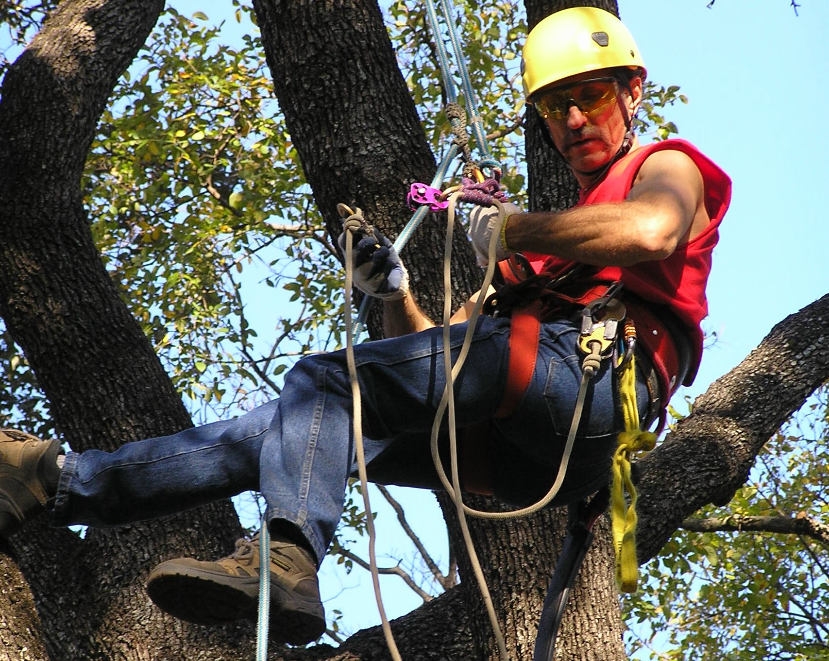 Guy LeBlanc in a local live oak.
